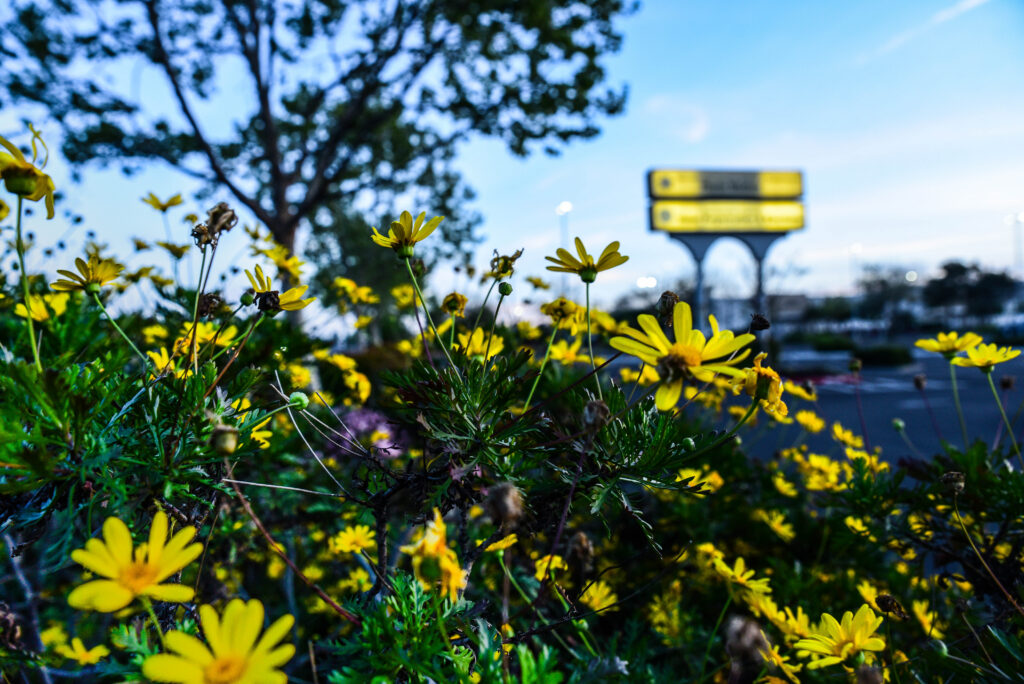 flowers